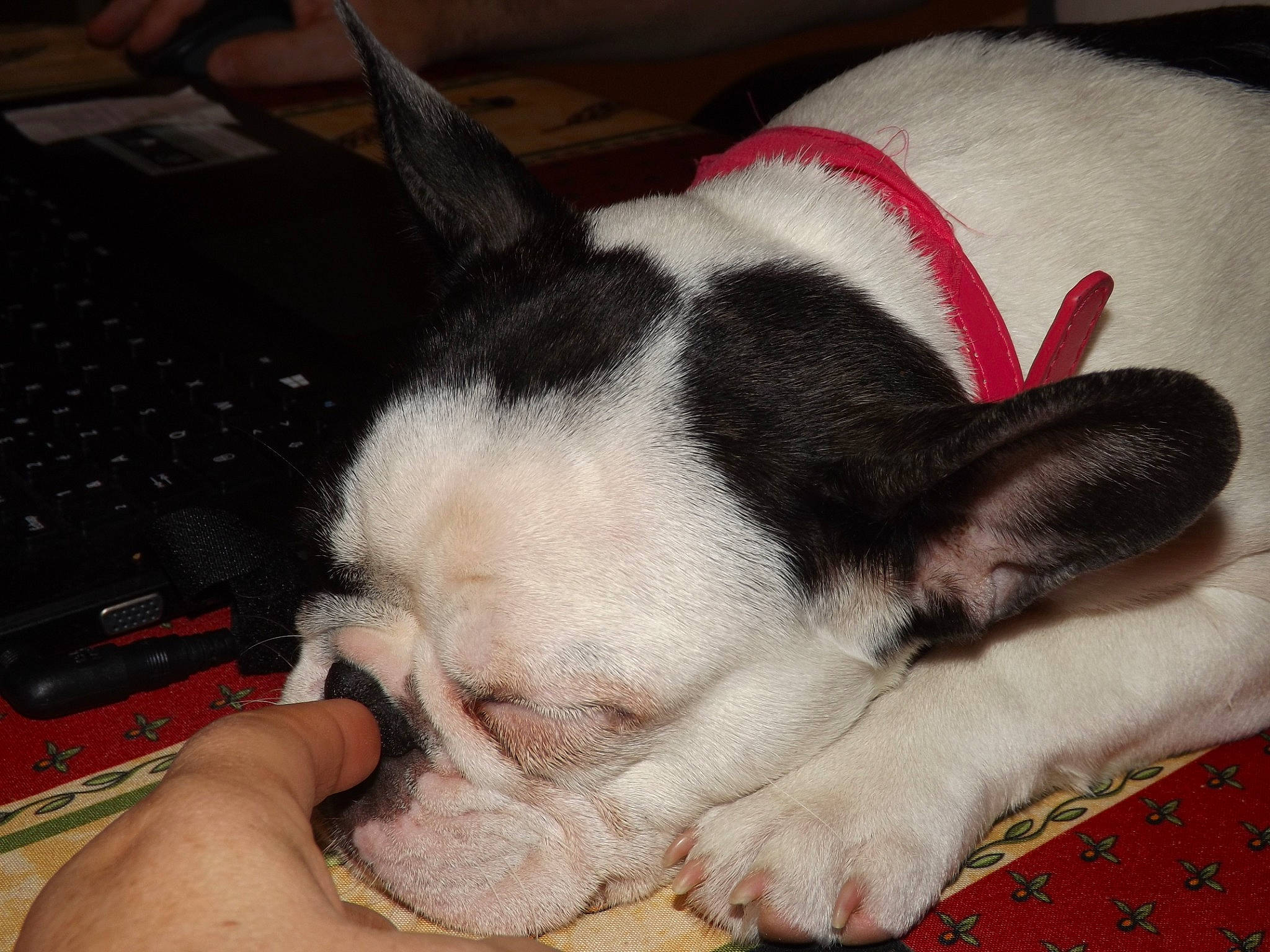 Lina a rejoint le concours — aidez-le/la à gagner de superbes lots ! boston_terrier, canidae, carnivore, companion_dog, dog, dog_breed, ear, fawn, french_bulldog, mammal, nap, non_sporting_group, paw, puppy, puppy_love, skin, sleep, snout, vertebrate, whiskers