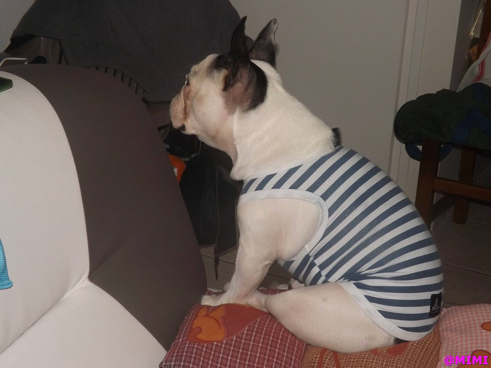 Lina participe au concours pour gagner de l'argent avec cette photo : boston_terrier, bull_and_terrier, bull_terrier, bull_terrier_miniature, bulldog, canidae, carnivore, companion_dog, dog, dog_breed, fawn, french_bulldog, mammal, non_sporting_group, tail