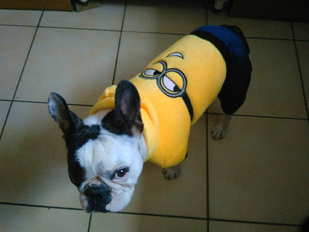 Lina a rejoint le concours — aidez-le/la à gagner de superbes lots ! american_bulldog, boston_terrier, bulldog, canidae, carnivore, companion_dog, dog, dog_breed, dog_clothes, ear, fawn, french_bulldog, non_sporting_group, snout, toy_bulldog