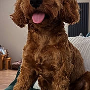 Bear is registered to the contest to win money with this photo: dog, brown_dog, curly_fur, tongue_out, pet, canine, indoor, living_room, couch, furniture, happy, cute, sitting, fur, animal, mammal, companion, friendly, portrait, domestic_animal