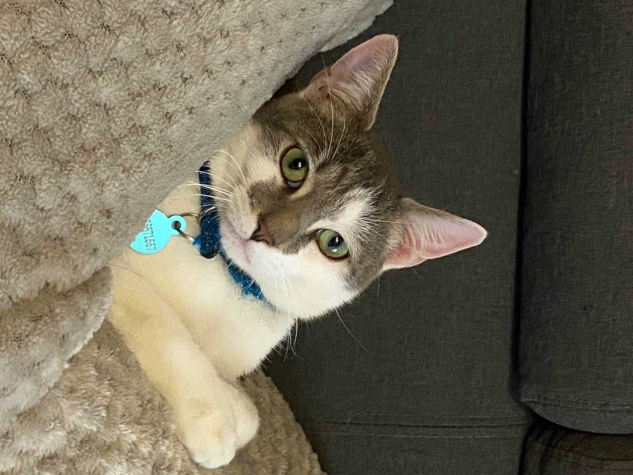 Darwin a rejoint le concours — aidez-le/la à gagner de superbes lots ! balinese, carnivore, cat, cat_furniture, claw, domestic_short_haired_cat, door, fashion_accessory, fawn, felidae, fur, paw, photo_caption, small_to_medium_sized_cats, snout, tail, thai, whiskers, window