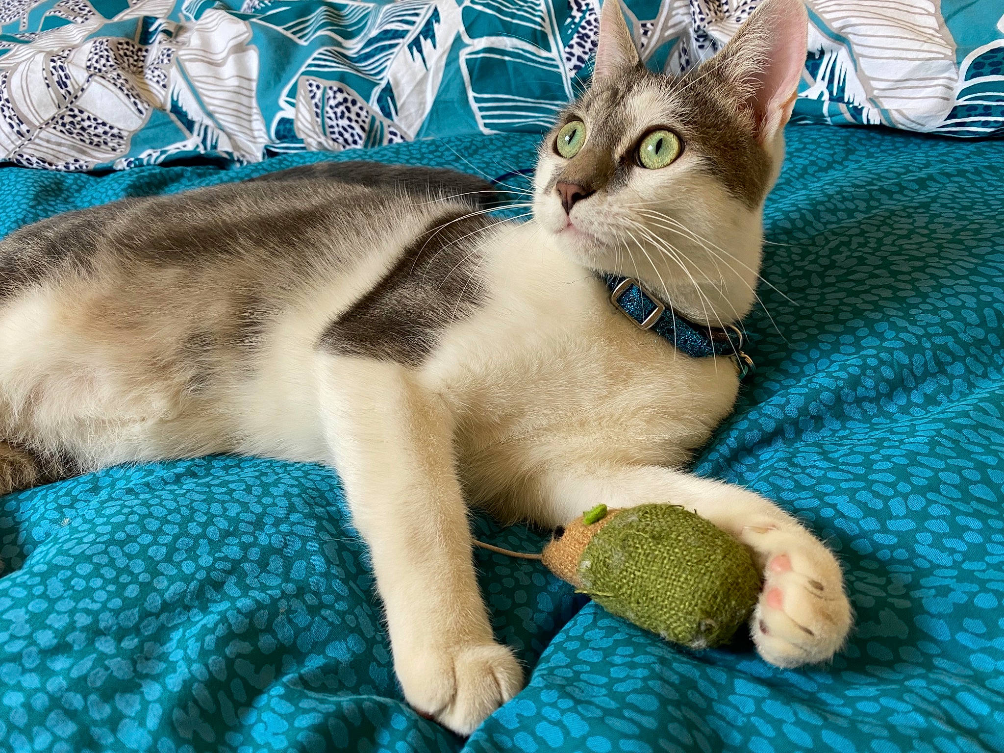 Darwin a rejoint le concours — aidez-le/la à gagner de superbes lots ! blue, carnivore, cat, cat_bed, cat_supply, comfort, domestic_short_haired_cat, fawn, felidae, fur, linens, paw, pet_supply, small_to_medium_sized_cats, snout, tail, terrestrial_animal, toy, whiskers, wildlife