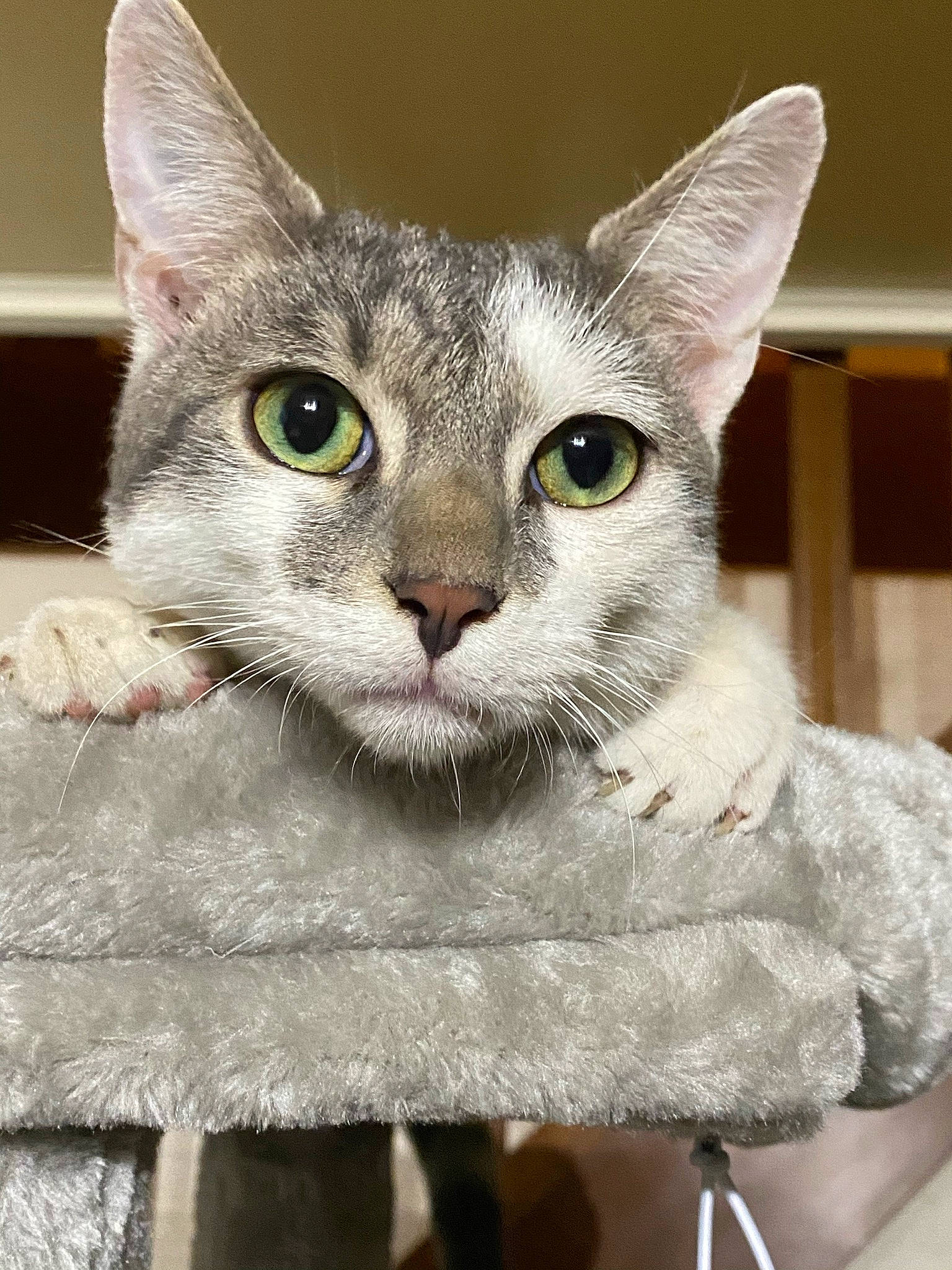 Darwin participe au concours pour gagner de l'argent avec cette photo : art, building, carnivore, cat, cat_supply, creative_arts, domestic_short_haired_cat, felidae, fur, grey, paw, photo_caption, small_to_medium_sized_cats, snout, whiskers, window