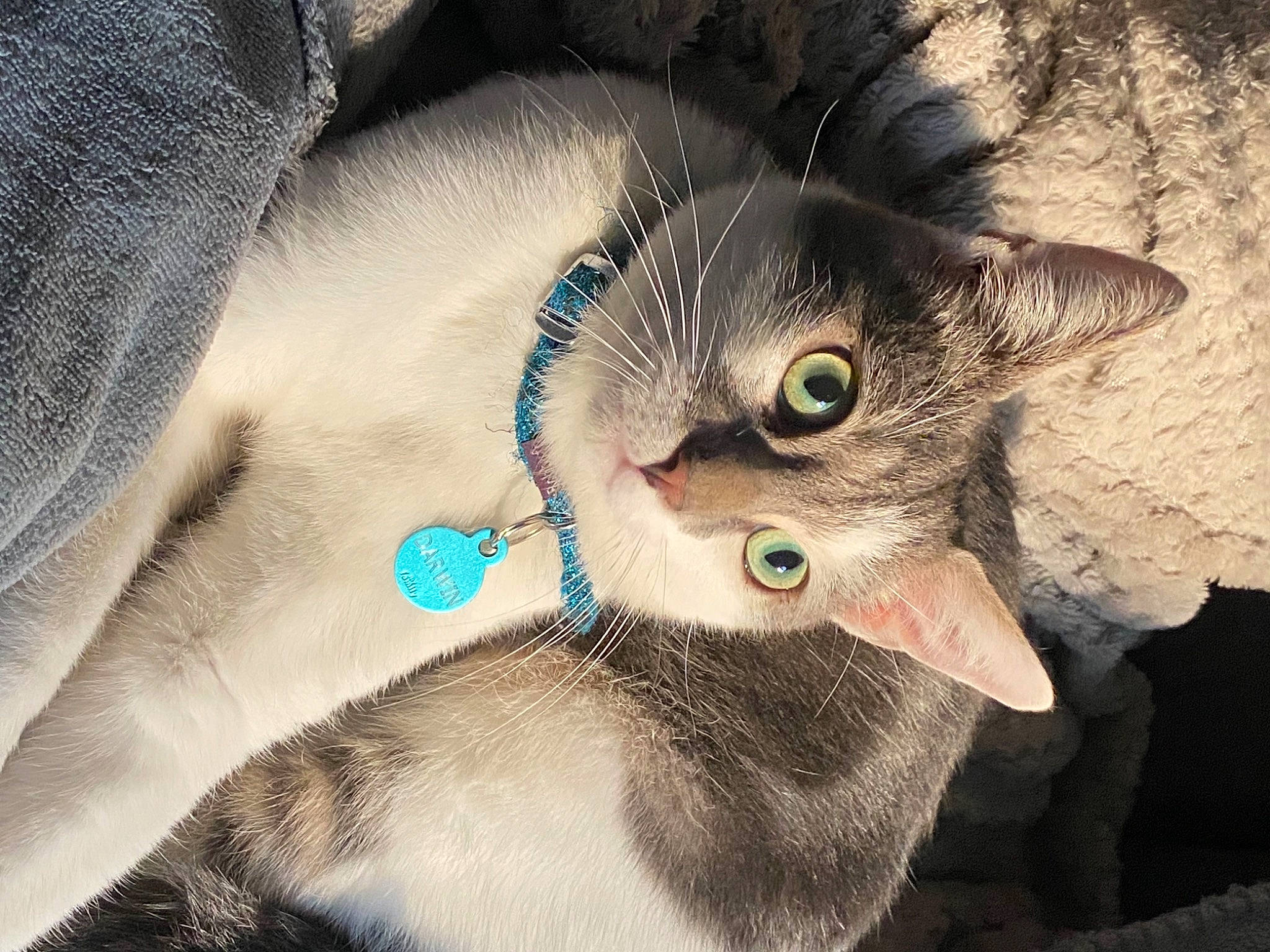 Darwin a rejoint le concours — aidez-le/la à gagner de superbes lots ! beard, carnivore, cat, claw, domestic_short_haired_cat, ear, eyelash, felidae, fur, hand, moustache, paw, photo_caption, plant, small_to_medium_sized_cats, tail, tree, whiskers, wildlife