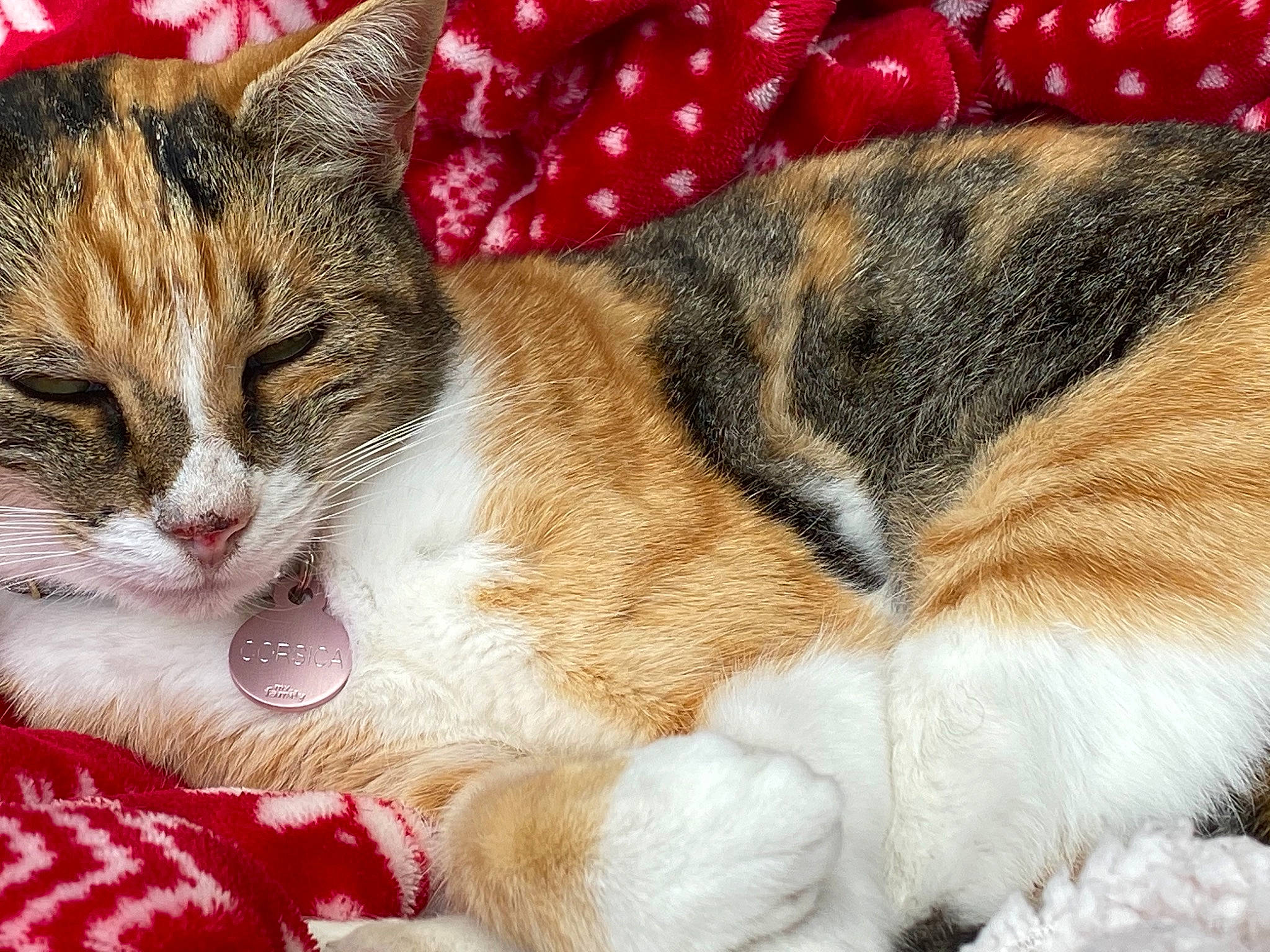 Corsica a rejoint le concours — aidez-le/la à gagner de superbes lots ! art, carnivore, cat, cat_supply, claw, comfort, domestic_short_haired_cat, felidae, fur, grass, nap, pattern, paw, sleep, small_to_medium_sized_cats, snout, tail, whiskers