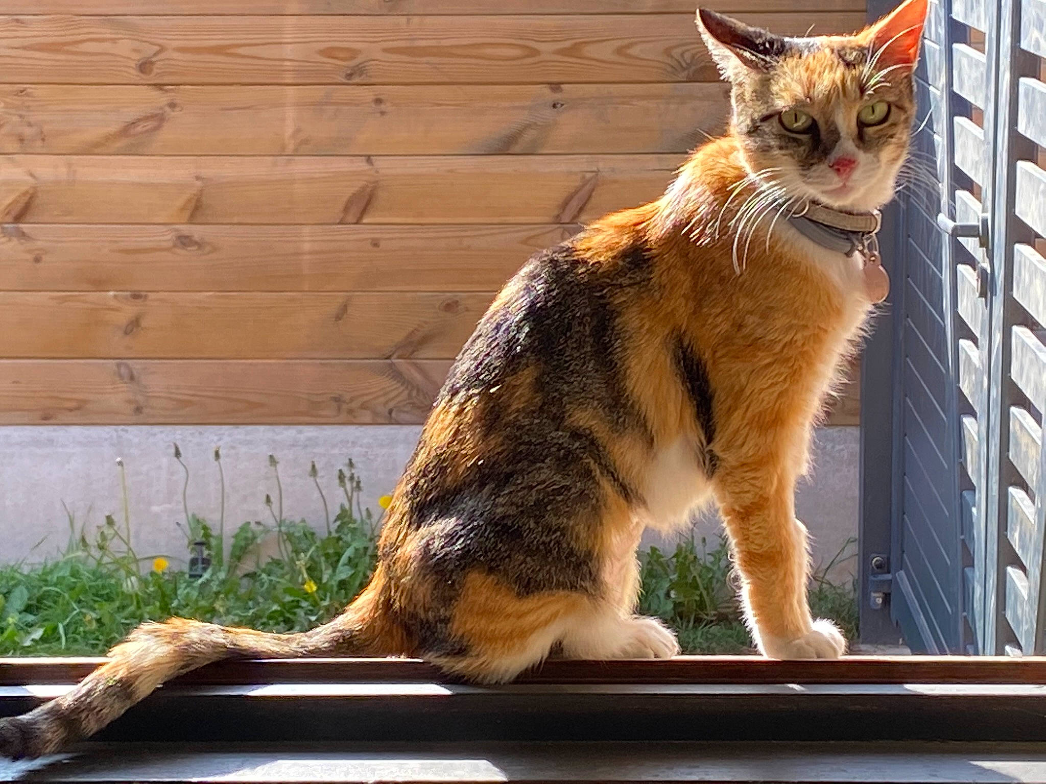 Corsica participe au concours pour gagner de l'argent avec cette photo : brickwork, carnivore, cat, claw, domestic_short_haired_cat, felidae, fur, grass, metal, paw, plant, sitting, small_to_medium_sized_cats, snout, tail, terrestrial_animal, whiskers, window, windshield, wood