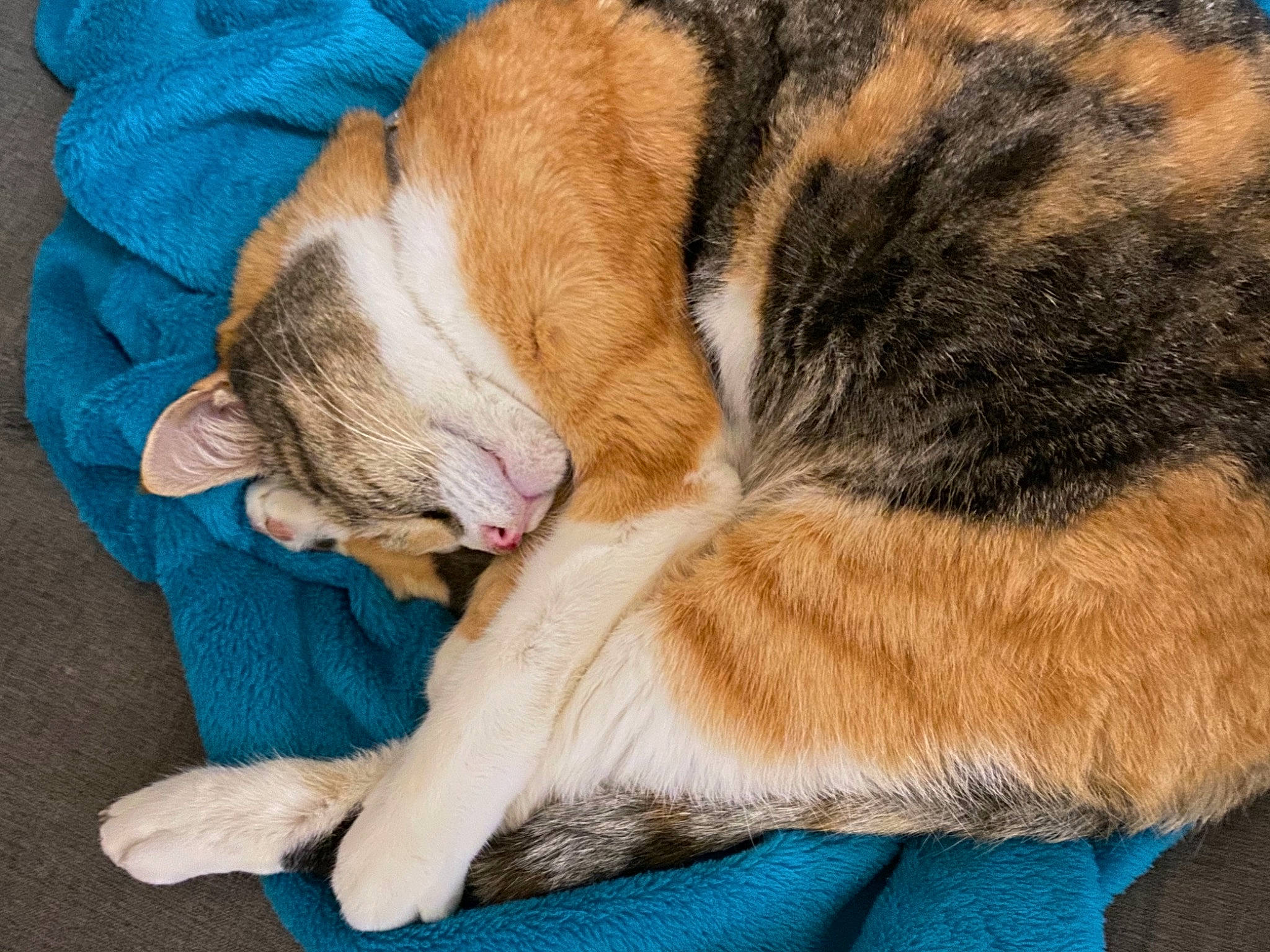 Corsica a rejoint le concours — aidez-le/la à gagner de superbes lots ! canidae, carnivore, cat, claw, comfort, companion_dog, dog_breed, domestic_short_haired_cat, fawn, felidae, fur, linens, paw, small_to_medium_sized_cats, snout, sporting_group, tail, textile, whiskers, wood