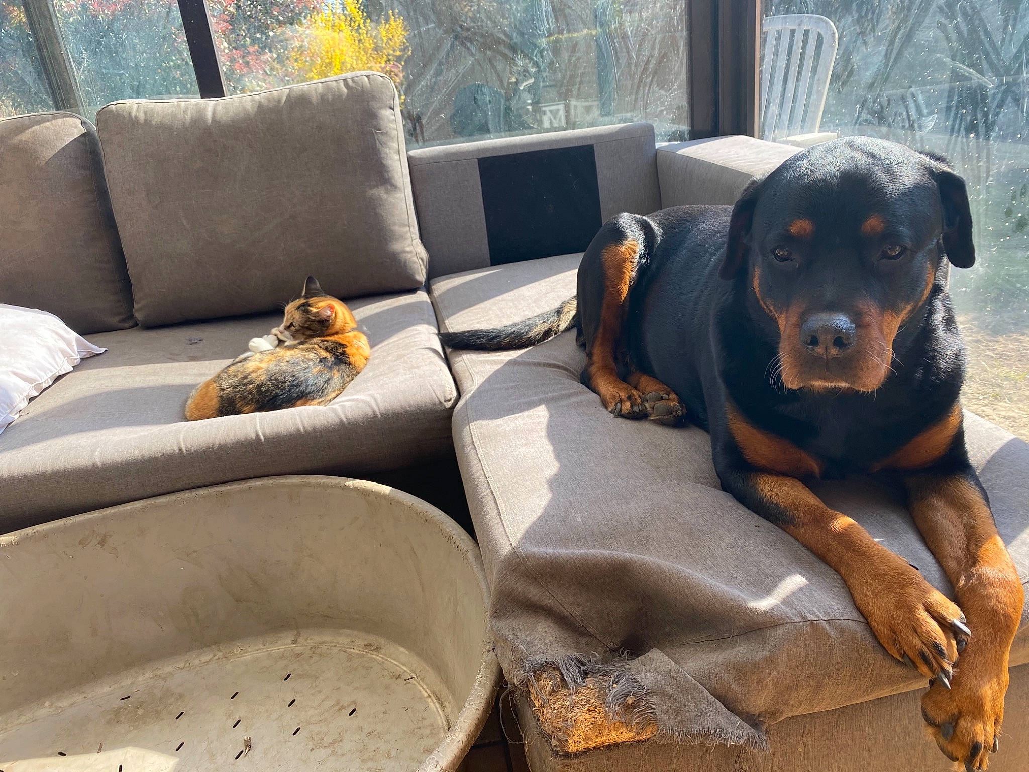 Corsica a rejoint le concours — aidez-le/la à gagner de superbes lots ! carnivore, collar, comfort, companion_dog, couch, dog, dog_breed, fawn, grey, guard_dog, hound, outdoor_furniture, pet_supply, plant, rottweiler, sitting, sofa_bed, sporting_group, studio_couch, working_animal