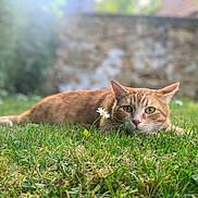 Mama a rejoint le concours — aidez-le/la à gagner de superbes lots ! cat, ginger_cat, grass, flower, daisy, outdoor, nature, animal, pet, relaxed, lying_down, greenery, garden, sunlight, blurred_background, whiskers, ears, eyes, muzzle, fur