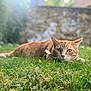 cat, ginger_cat, grass, flower, daisy, outdoor, nature, animal, pet, relaxed, lying_down, greenery, garden, sunlight, blurred_background, whiskers, ears, eyes, muzzle, fur