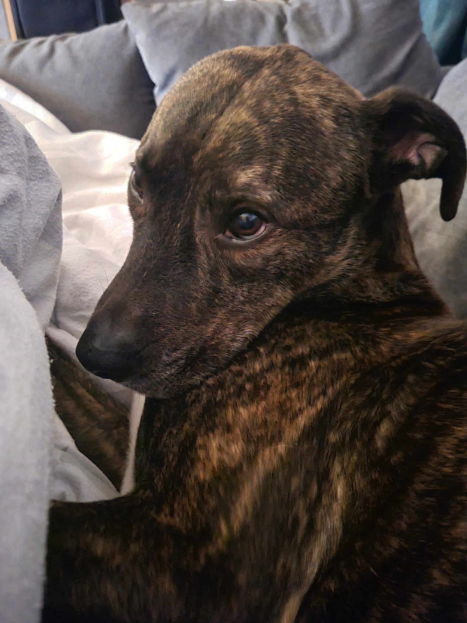 Gelert