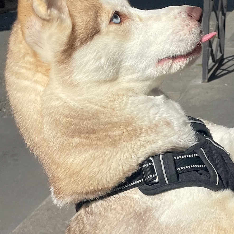 Nala participe au concours pour gagner de l'argent avec cette photo : accessories, animal, canine, car, dog, eskimodog, husky, leash, machine, nature, outdoors, path, pet, policedog, snow, strap, transportation, vehicle, wheel, whitedog