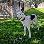Solomon joined the competition — help win amazing prizes! dog, white_dog, black_spots, grass, backyard, fence, rope_toy, sunlight, outdoor, pet, canine, playful, animal, collar, greenery, summer, nature, happy, alert, daytime