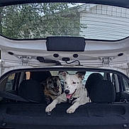 Solomon joined the competition — help win amazing prizes! dog, dogs, car, hatchback, open_trunk, pet, animal, outdoor, vehicle, two_animals, black_and_white_dog, brown_dog, happy, tongue_out, parked_car, nature, tree, building, daytime, excited