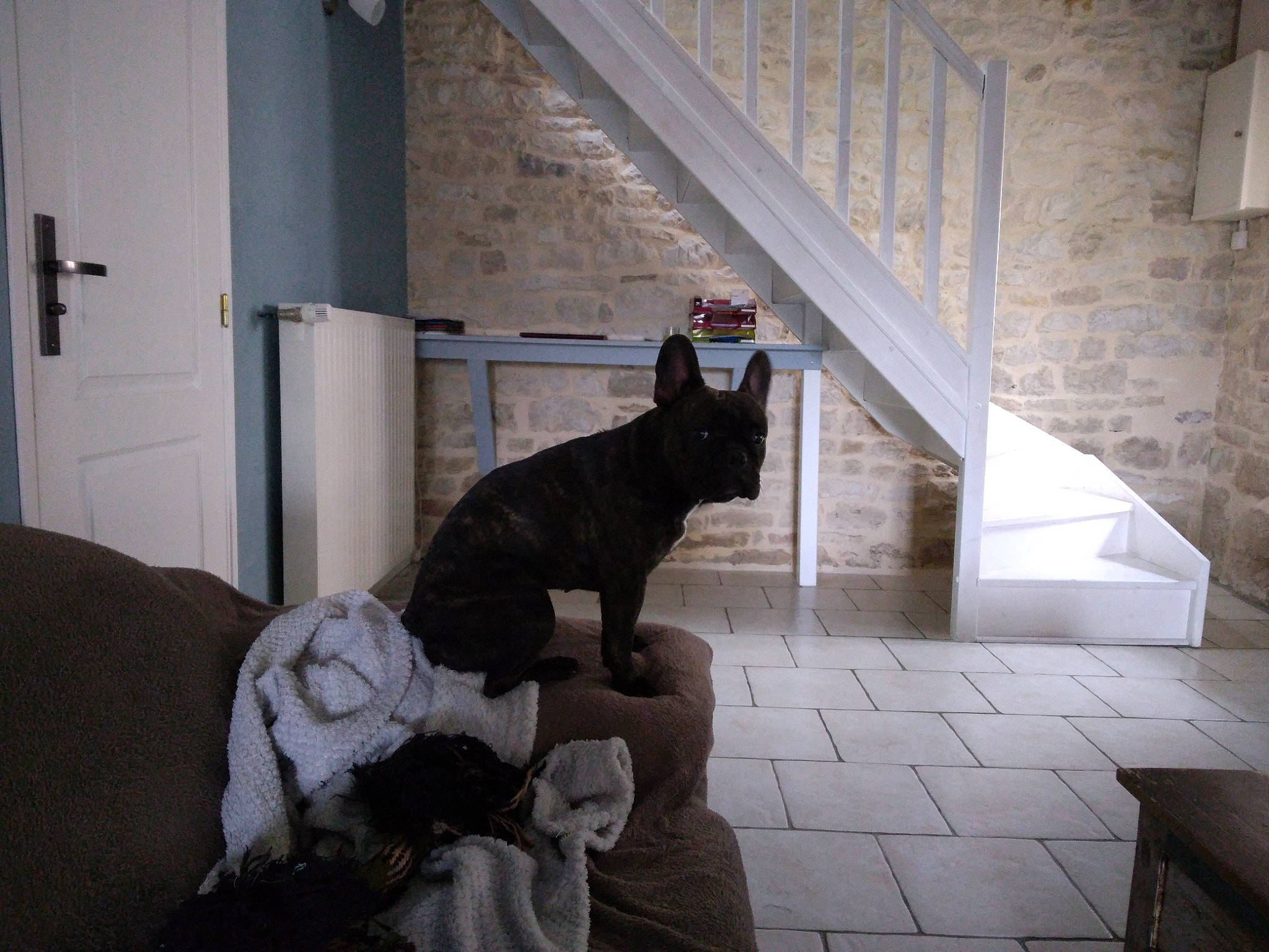 Maya participe au concours pour gagner de l'argent avec cette photo : black_cat, carnivore, cat, comfort, companion_dog, dog_breed, domestic_short_haired_cat, door, felidae, floor, flooring, fur, grey, room, small_to_medium_sized_cats, snout, sporting_group, tail, whiskers, wood