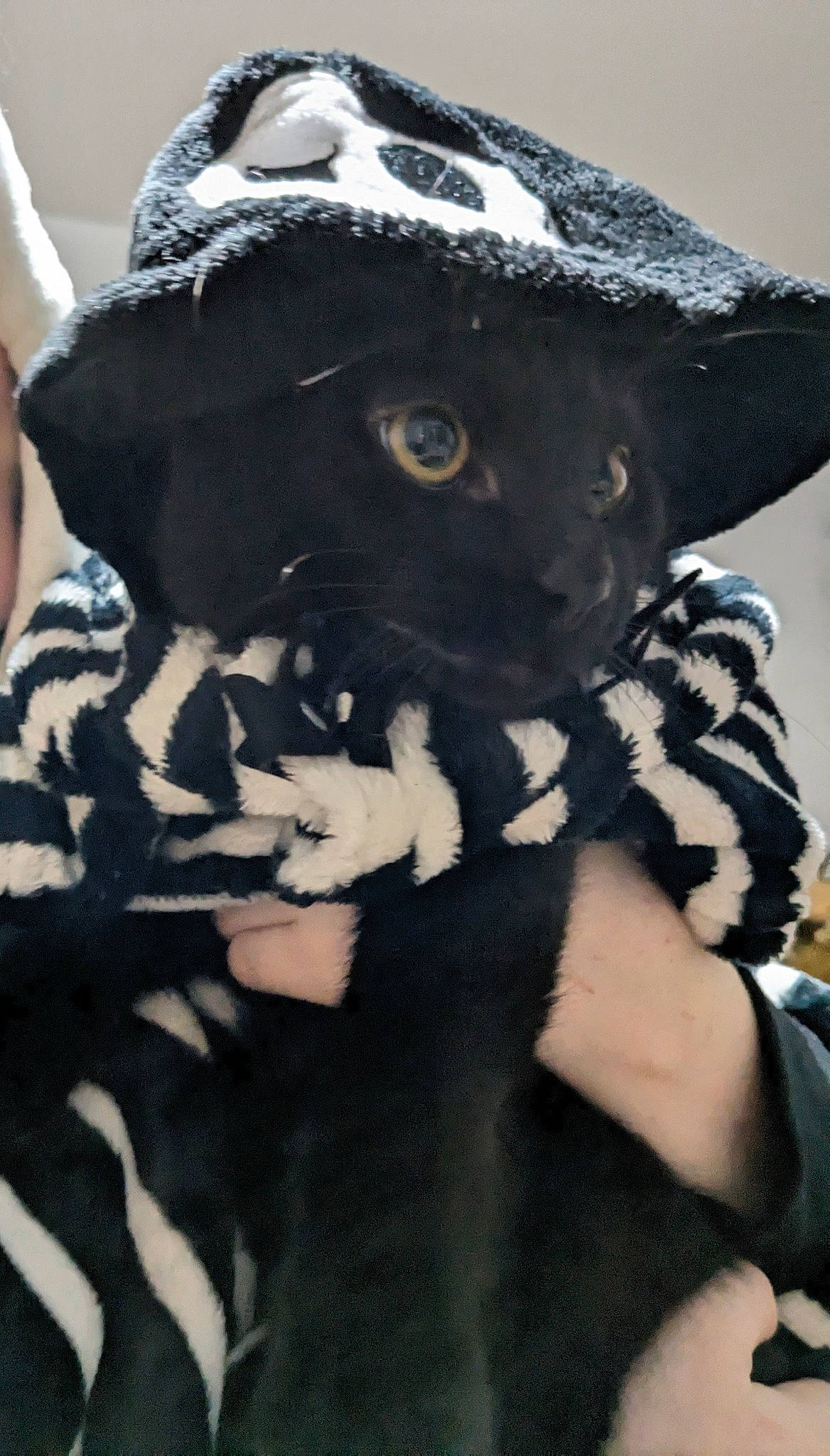 Alex joined the competition — help win amazing prizes! black, canidae, cap, carnivore, companion_dog, costume_hat, dog_breed, fashion_accessory, fedora, felidae, fur, hat, headgear, mammal, pattern, sleeve, snout, sun_hat, toy, whiskers