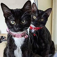 Denver And Wentz joined the competition — help win amazing prizes! cat, kitten, tuxedo_cat, black_and_white, pets, curious, collar, indoor, domestic_animal, whiskers, eyes, fur, cute, young, sitting, front_paws, table, lamp, papers, household