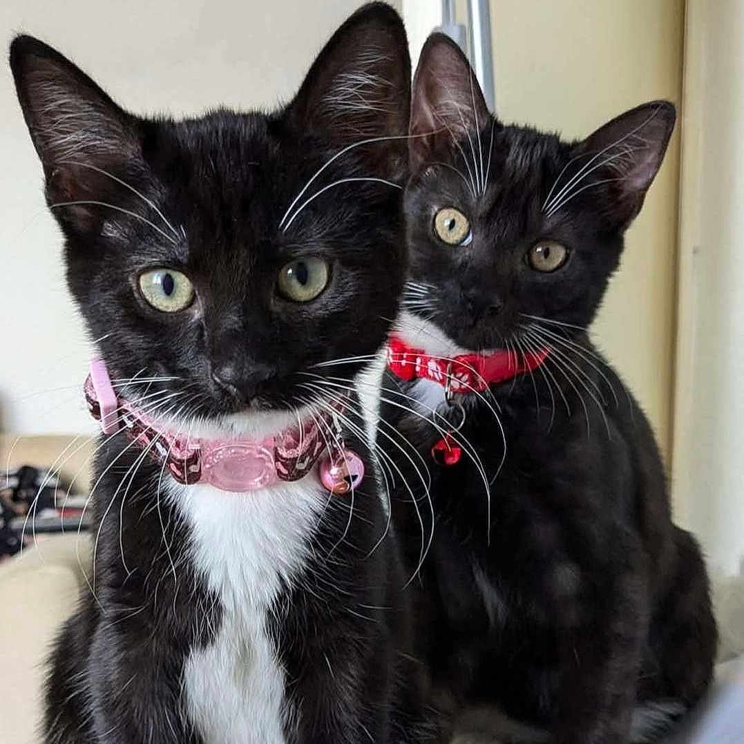 Denver And Wentz joined the competition — help win amazing prizes! black_and_white, cat, collar, curious, cute, domestic_animal, eyes, front_paws, fur, household, indoor, kitten, lamp, papers, pets, sitting, table, tuxedo_cat, whiskers, young