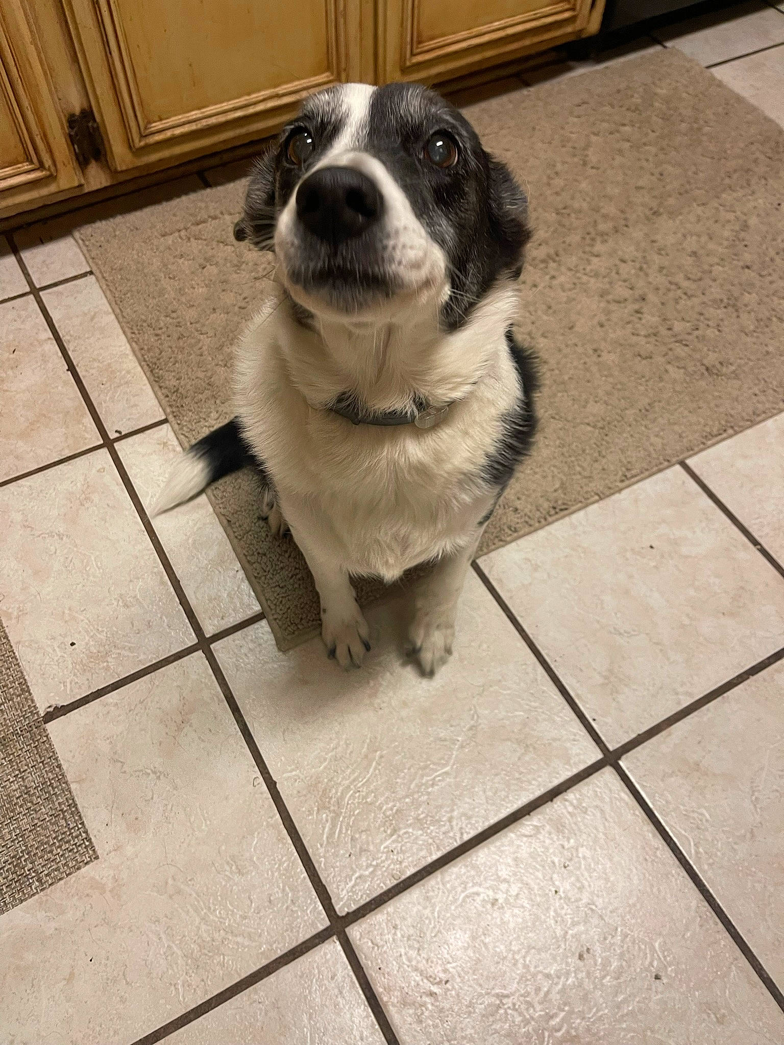 Cookie is registered to the contest to win money with this photo: carnivore, collar, companion_dog, dog, dog_breed, dog_collar, door, fawn, floor, flooring, fur, monochrome_photography, plant, road_surface, sidewalk, street_dog, tail, tile_flooring, whiskers, working_animal