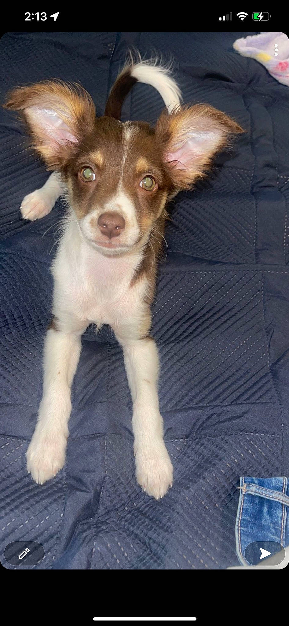 Acee joined the competition — help win amazing prizes! canidae, carnivore, companion_dog, corgi_chihuahua, dog, dog_breed, ear, fawn, fur, liver, paw, puppy, snout, sporting_group, tail, terrestrial_animal, toy_dog, whiskers, wood, working_animal