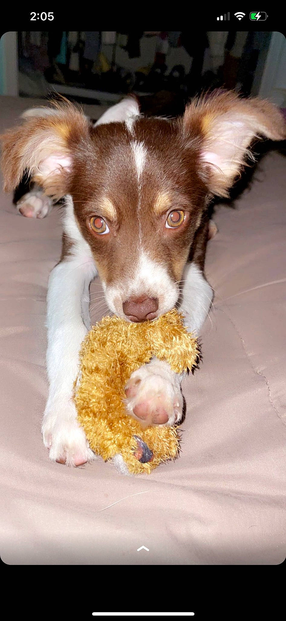 Acee is registered to the contest to win money with this photo: animal_feed, bowl, canidae, carnivore, companion_dog, dog, dog_breed, dog_food, fawn, fur, liver, paw, pet_food, pet_supply, snout, sporting_group, tableware, toy_dog, whiskers, working_animal