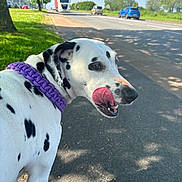 Bella a rejoint le concours — aidez-le/la à gagner de superbes lots ! dalmatian, dog, purple_collar, sidewalk, road, trees, grass, daylight, outdoor, pet, animal, tongue, licking, spotted, canine, nature, shadow, vehicle, blue_sky, transport