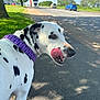dalmatian, dog, purple_collar, sidewalk, road, trees, grass, daylight, outdoor, pet, animal, tongue, licking, spotted, canine, nature, shadow, vehicle, blue_sky, transport