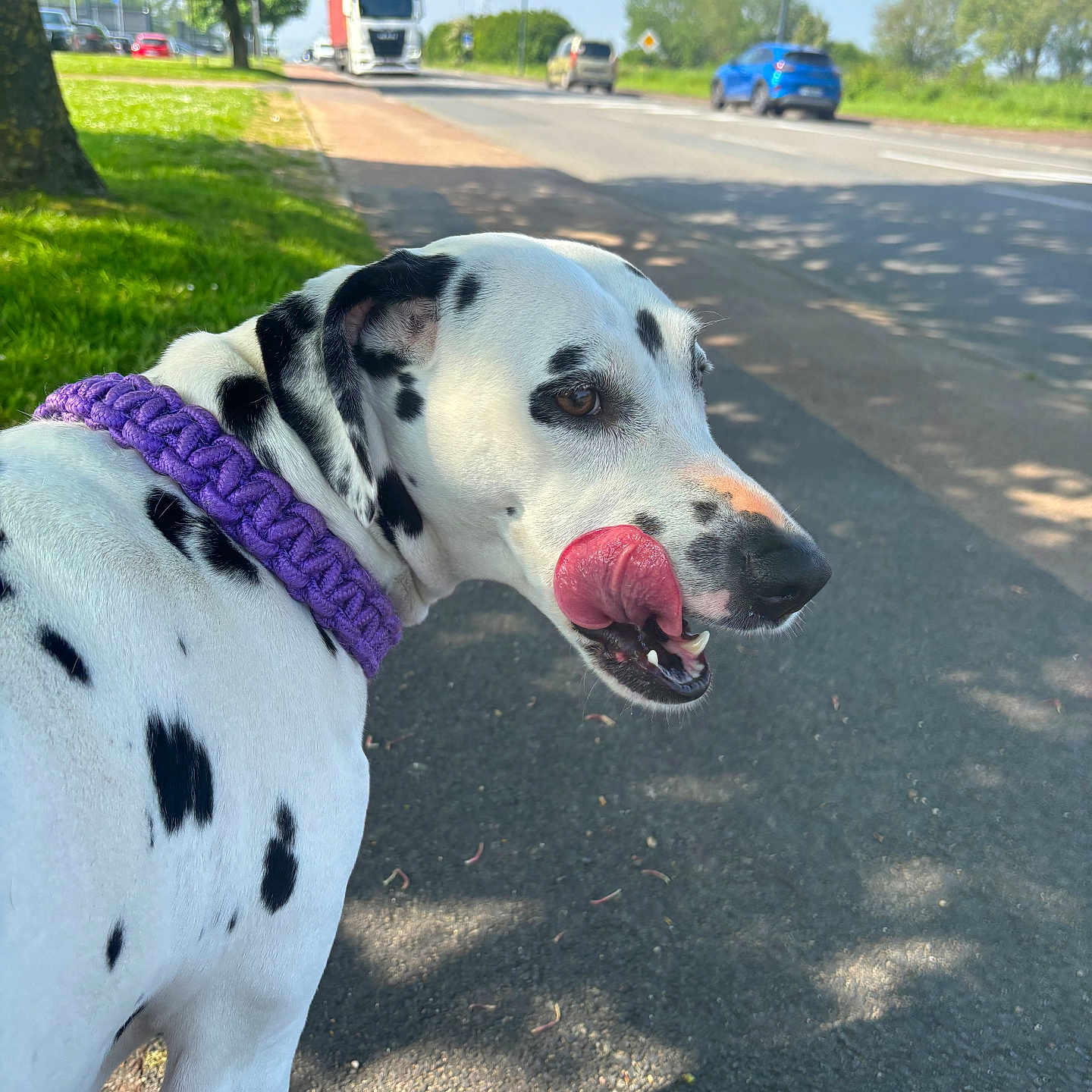 Bella a rejoint le concours — aidez-le/la à gagner de superbes lots ! animal, blue_sky, canine, dalmatian, daylight, dog, grass, licking, nature, outdoor, pet, purple_collar, road, shadow, sidewalk, spotted, tongue, transport, trees, vehicle
