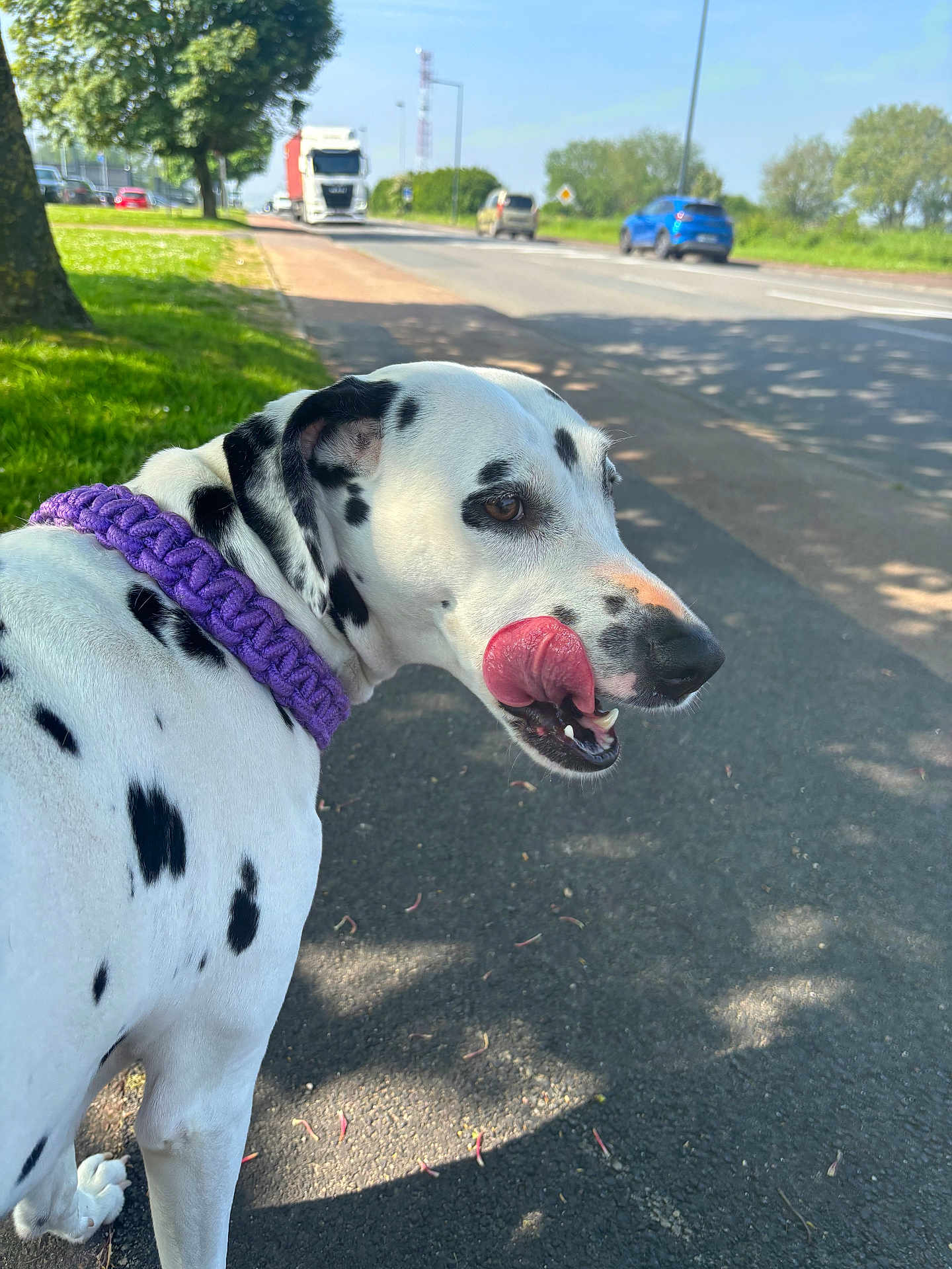 Bella a rejoint le concours — aidez-le/la à gagner de superbes lots ! dalmatian, dog, purple_collar, sidewalk, road, trees, grass, daylight, outdoor, pet, animal, tongue, licking, spotted, canine, nature, shadow, vehicle, blue_sky, transport
