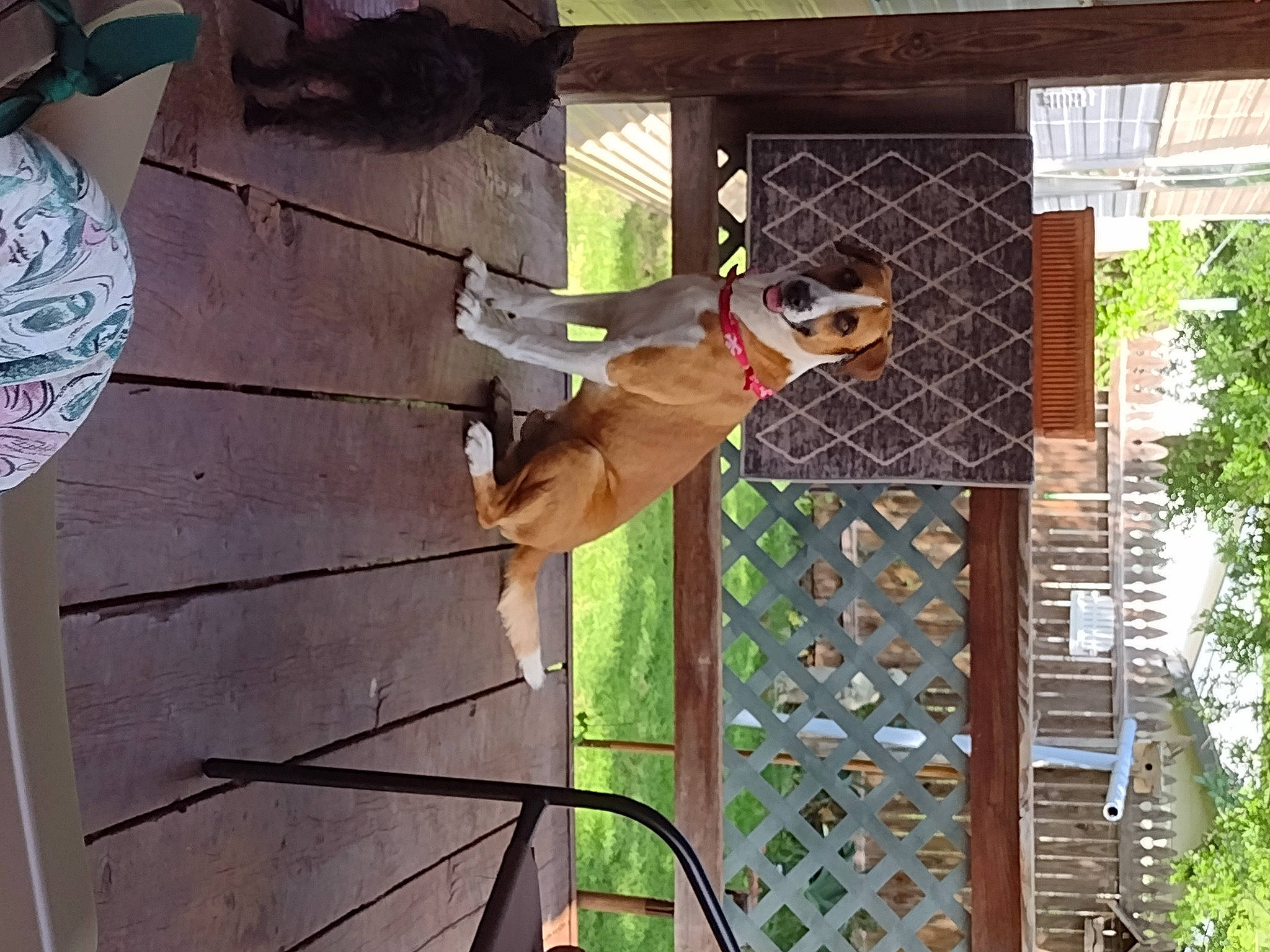 Buddy is registered to the contest to win money with this photo: building, canidae, carnivore, dog, dog_breed, dog_supply, door, fawn, hardwood, hat, home_door, house, metal, pet_supply, plant, siding, sporting_group, tree, window, wood