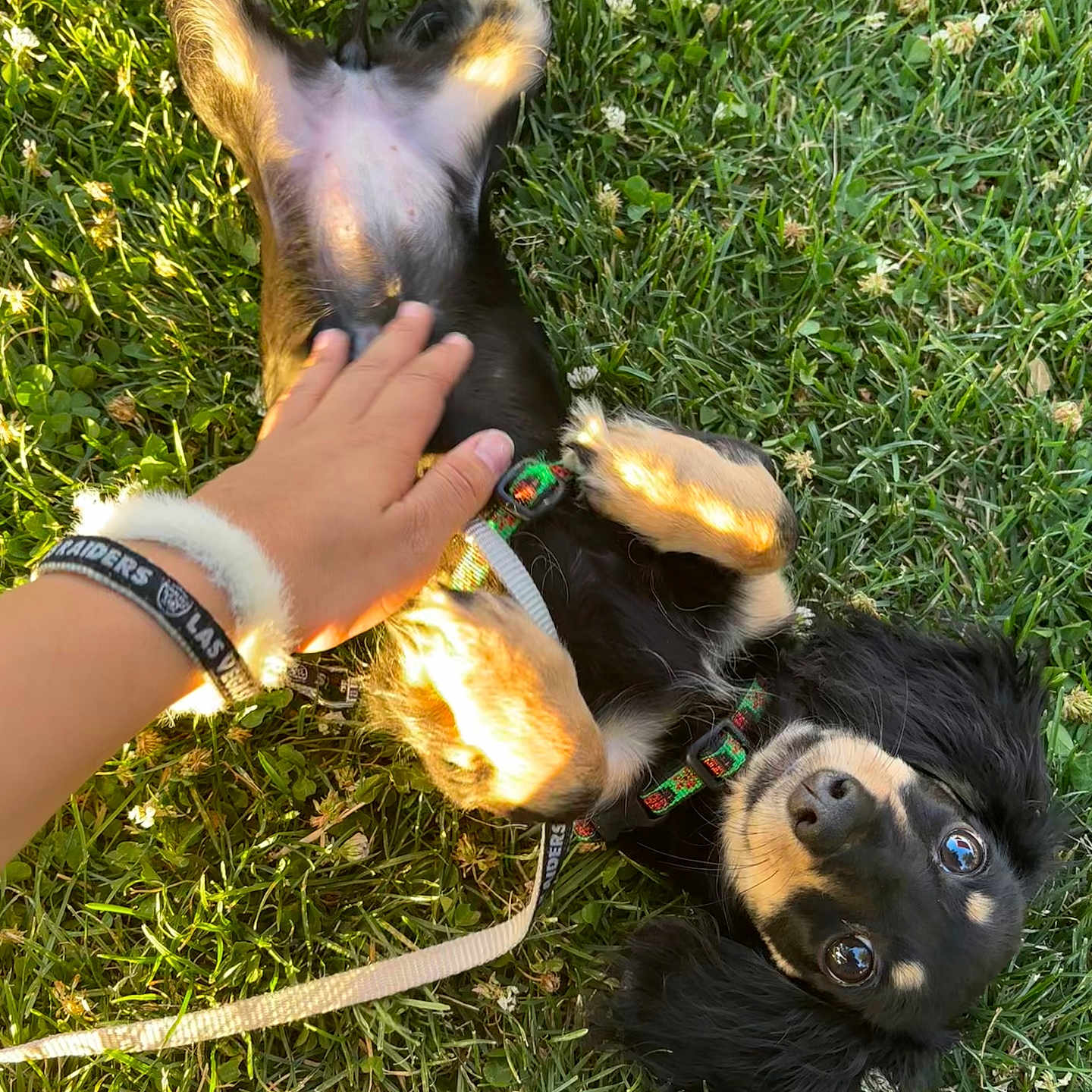 Radeana is registered to the contest to win money with this photo: accessories, animal, baby, ball, bracelet, canine, dog, grass, hound, jewelry, lawn, outdoors, person, pet, plant, puppy, sport, strap, tennis, tennisball