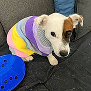 Ugo participe au concours pour gagner de l'argent avec cette photo : dog, puppy, sweater, colorful, striped, couch, indoor, pet_hair, toy, blue, white_dog, brown_patch, small_dog, sitting, looking_up, cozy, fabric, closeup, domestic_animal, companion