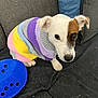 dog, puppy, sweater, colorful, striped, couch, indoor, pet_hair, toy, blue, white_dog, brown_patch, small_dog, sitting, looking_up, cozy, fabric, closeup, domestic_animal, companion