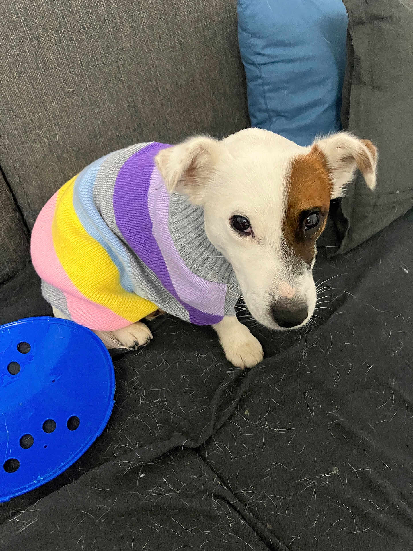 Ugo participe au concours pour gagner de l'argent avec cette photo : dog, puppy, sweater, colorful, striped, couch, indoor, pet_hair, toy, blue, white_dog, brown_patch, small_dog, sitting, looking_up, cozy, fabric, closeup, domestic_animal, companion