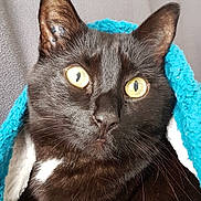Barbouille a rejoint le concours — aidez-le/la à gagner de superbes lots ! animal, black_cat, blanket, cat, close_up, cozy, curious, cute, domestic_cat, ears, face, feline, fur, indoors, nose, pet, portrait, soft_texture, whiskers, yellow_eyes