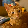 Honey joined the competition — help win amazing prizes! cat, orange_tabby, close_up, pet, animal, whiskers, curious_eyes, ears, feline, indoor, soft_lighting, blurred_background, paper, relaxed, cute, portrait, domestic_cat, fur, mammal, laying