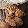 cat, ginger_cat, teddy_bear, plush_toy, snuggling, cozy, indoor, soft_texture, blanket, cute, pet, animal, feline, fur, close_up, warm_lighting, relaxing, resting, adorable, comfort