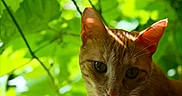 Honey is registered to the contest to win money with this photo: cat, orange_tabby, whiskers, ears, green_leaves, sunlight, nature, outdoor, pet, animal, curious, closeup, portrait, feline, branch, leafy_background, daylight, shadows, flora, wildlife