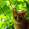 cat, orange_tabby, whiskers, ears, green_leaves, sunlight, nature, outdoor, pet, animal, curious, closeup, portrait, feline, branch, leafy_background, daylight, shadows, flora, wildlife