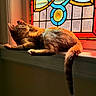Honey is registered to the contest to win money with this photo: cat, animal, pet, window, stained_glass, sunlight, indoor, relaxed, feline, fur, windowsill, orange, colorful, light, shadow, resting, cozy, home, mammal, whiskers
