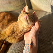 Honey is registered to the contest to win money with this photo: cat, ginger_cat, pet, animal, hand, tattoo, sunlight, couch, furniture, relaxation, comfort, indoor, whiskers, fur, paw, closeup, resting, domestic_animal, human_hand, warm_light