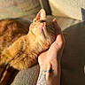 cat, ginger_cat, pet, animal, hand, tattoo, sunlight, couch, furniture, relaxation, comfort, indoor, whiskers, fur, paw, closeup, resting, domestic_animal, human_hand, warm_light