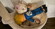 Pinky joined the competition — help win amazing prizes! animal, bed, cat, cat_bed, cozy, cream_colored_cat, cute, doll, feline, floor, indoor, pet, plush, quilted_mat, relaxed, resting, scratching_post, toy, wall, wooden_floor