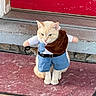cat, costume, outdoor, door, red_door, doormat, animal, pet, cute, fluffy, sitting, front_door, clothing, blue_shorts, brown_vest, cream_colored, funny, adorable, small, animal_costume