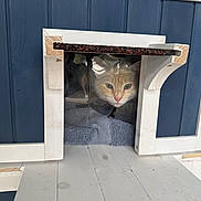 Pinky is registered to the contest to win money with this photo: cat, pet, animal, door, flap, wood, blue_wall, towel, curious, indoor, face, window, plastic, small_space, feline, resting, house, cozy, peek, cute