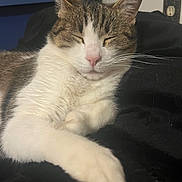Jaycee is registered to the contest to win money with this photo: animal, black_background, cat, close_up, closed_eyes, couch, cozy, front_paw, fur, indoor, lounging, pet, pink_nose, portrait, relaxed, resting, sleepy, tabby, whiskers, white_fur