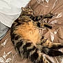 Stella participe au concours pour gagner de l'argent avec cette photo : beard, bed, brown_bedspread, casual_clothing, cat, closeup, comfort, feline, glasses, human, indoor, man, nap, pattern, pet, relaxing, resting, sleeping_cat, tabby_cat, white_tshirt
