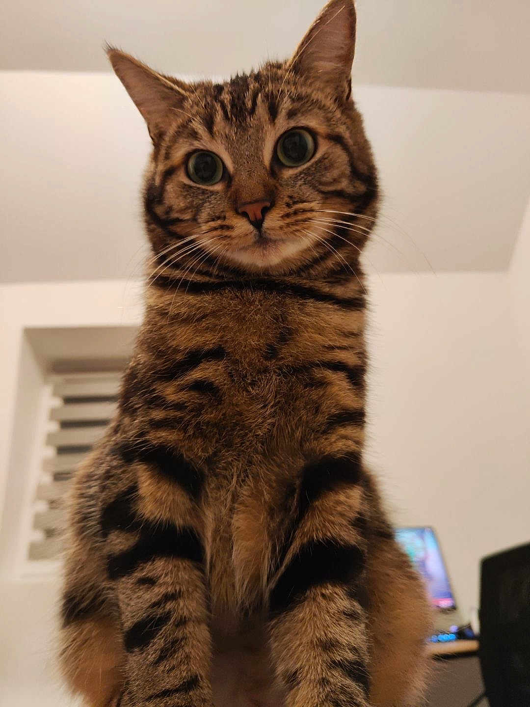 Stella