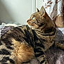Stella participe au concours pour gagner de l'argent avec cette photo : animal, bed, cat, closeup, cozy, curtain, domestic_animal, feline, fur, green_eyes, indoor, mammal, pet, relaxing, resting, side_view, soft_light, striped, tabby, whiskers