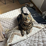 Stella a rejoint le concours — aidez-le/la à gagner de superbes lots ! blanket, blue_eyes, cat, cozy, decor, flooring, fur, furniture, home_interior, indoor, natural_light, pet_bowls, pillow, relaxed, resting, striped, tabby_cat, tail, whiskers, wood_floor